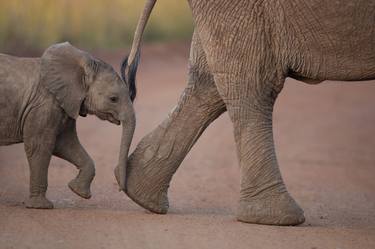 Print of Documentary Animal Photography by Ozkan Ozmen