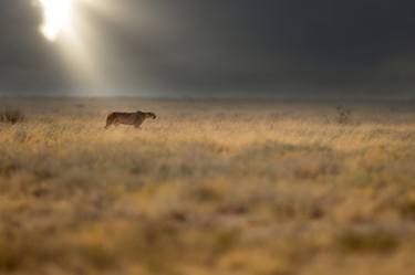 Print of Documentary Animal Photography by Ozkan Ozmen