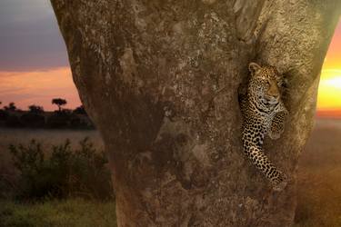 Print of Fine Art Animal Photography by Ozkan Ozmen