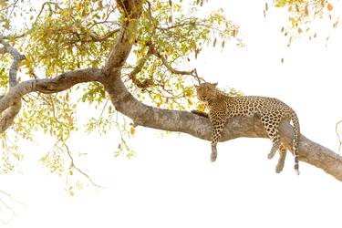 Leopard on tree - Limited Edition of 20 thumb