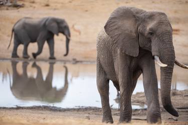 Print of Fine Art Animal Photography by Ozkan Ozmen