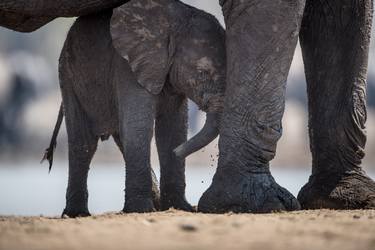 Print of Documentary Animal Photography by Ozkan Ozmen