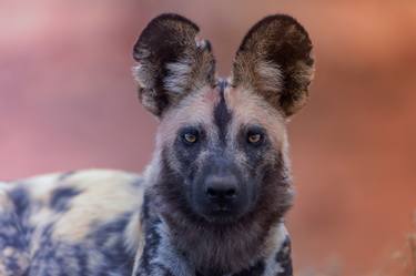 African wild dog - Limited Edition of 20 thumb