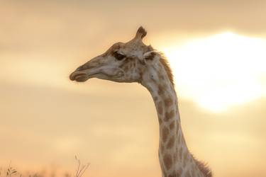 Giraffe Sunset - Limited Edition of 20 thumb