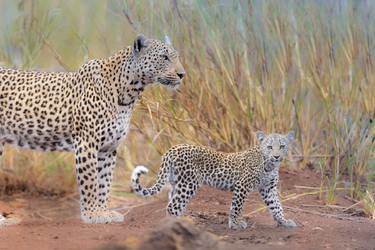 Leopard mom with Cub - Limited Edition of 20 thumb