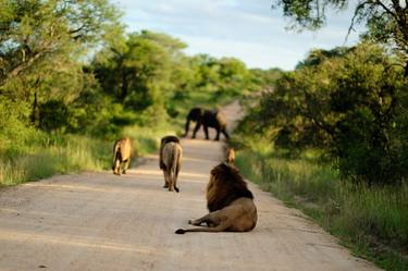 Print of Animal Photography by Ozkan Ozmen