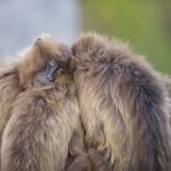 Collection Primates