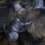 Collection Primates