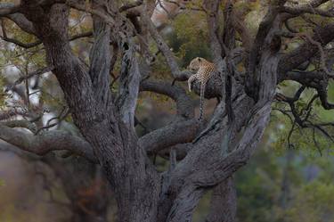 Leopard on tree - Limited Edition of 5 thumb