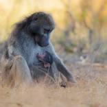 Collection Primates