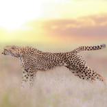 Collection Cheetah