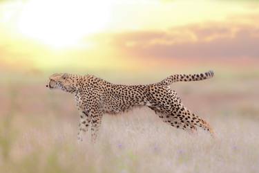 Cheetah Getting Ready - Limited Edition of 20 thumb