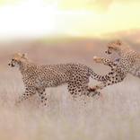 Collection Cheetah