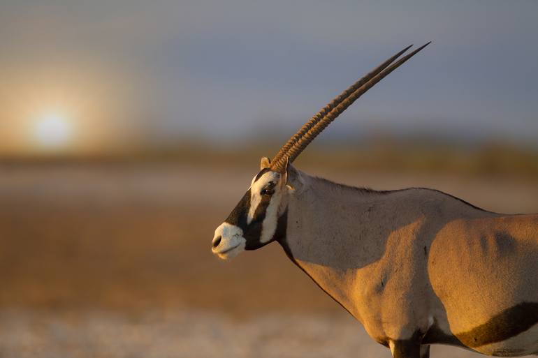 Oryx - Limited Edition of 20 Photography by Ozkan Ozmen | Saatchi Art Oryx - Limited Edition of 20 Photography by Ozkan Ozmen | Saatchi Art