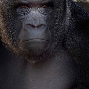 Collection Primates