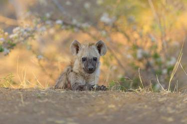 Hyena Puppy - Limited Edition of 20 thumb