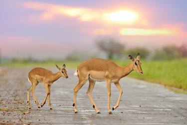 Print of Animal Photography by Ozkan Ozmen