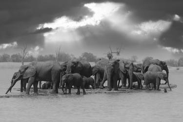 Print of Documentary Animal Photography by Ozkan Ozmen