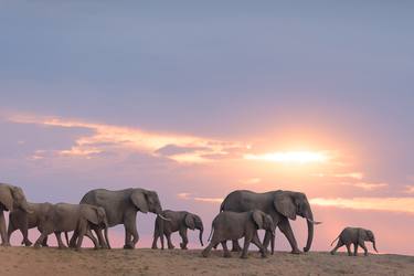 Print of Documentary Animal Photography by Ozkan Ozmen