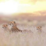 Collection Cheetah