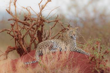 Print of Documentary Animal Photography by Ozkan Ozmen