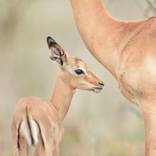Collection Herbivores