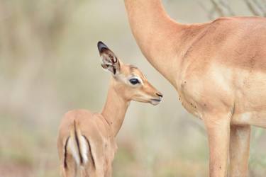 Print of Documentary Animal Photography by Ozkan Ozmen