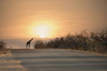Giraffe Sunset - Limited Edition of 20 thumb