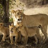 Collection Lions
