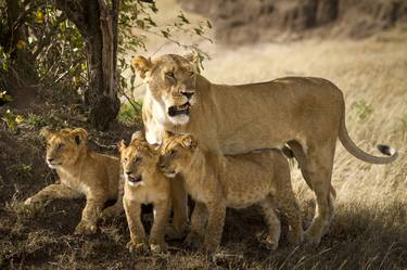 Print of Documentary Animal Photography by Ozkan Ozmen