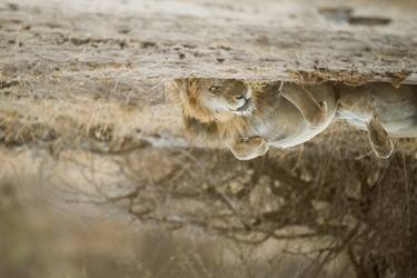 Print of Animal Photography by Ozkan Ozmen