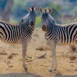 Collection Herbivores