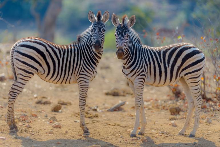 View in a Room Artwork