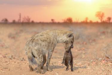 Hyena pup takes free Ride - Limited Edition of 20 thumb