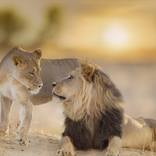 Collection Lions