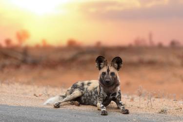 African Wild Dog - Limited Edition of 20 thumb