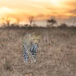 Collection Leopards