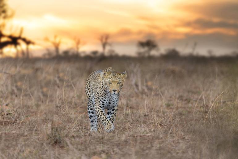 Leopard Approaching - Limited Edition of 20 - Print