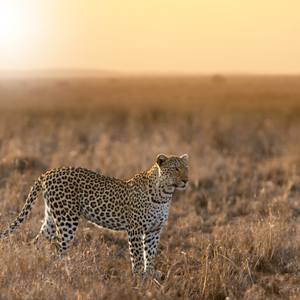 Collection Leopards
