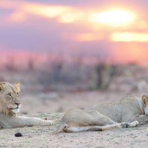 Collection Lions