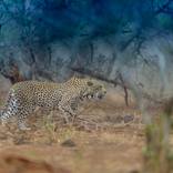 Collection Leopards