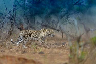 Print of Documentary Animal Photography by Ozkan Ozmen