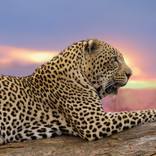 Collection Leopards