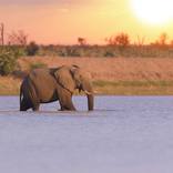 Collection Elephants