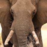 Collection Elephants
