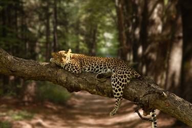 Leopard in the Jungle - Limited Edition of 20 thumb