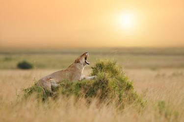 Lioness at sunset - Limited Edition of 25 thumb