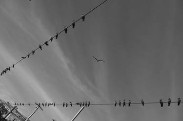 Birds On Wire - Limited Edition of 10 thumb