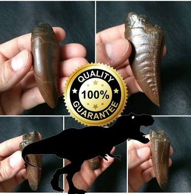 https://hotfossils.com/  T-REX TOOTH For Sale thumb