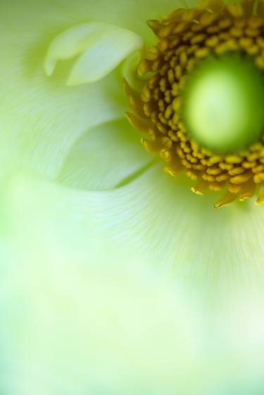 Original Botanic Photography by Renee Campbell
